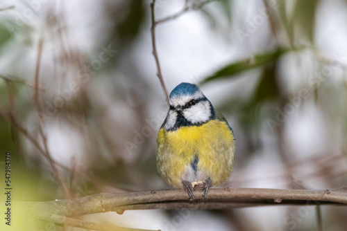 Eurasian Blue Tit perched on a tree branch © philippe paternolli