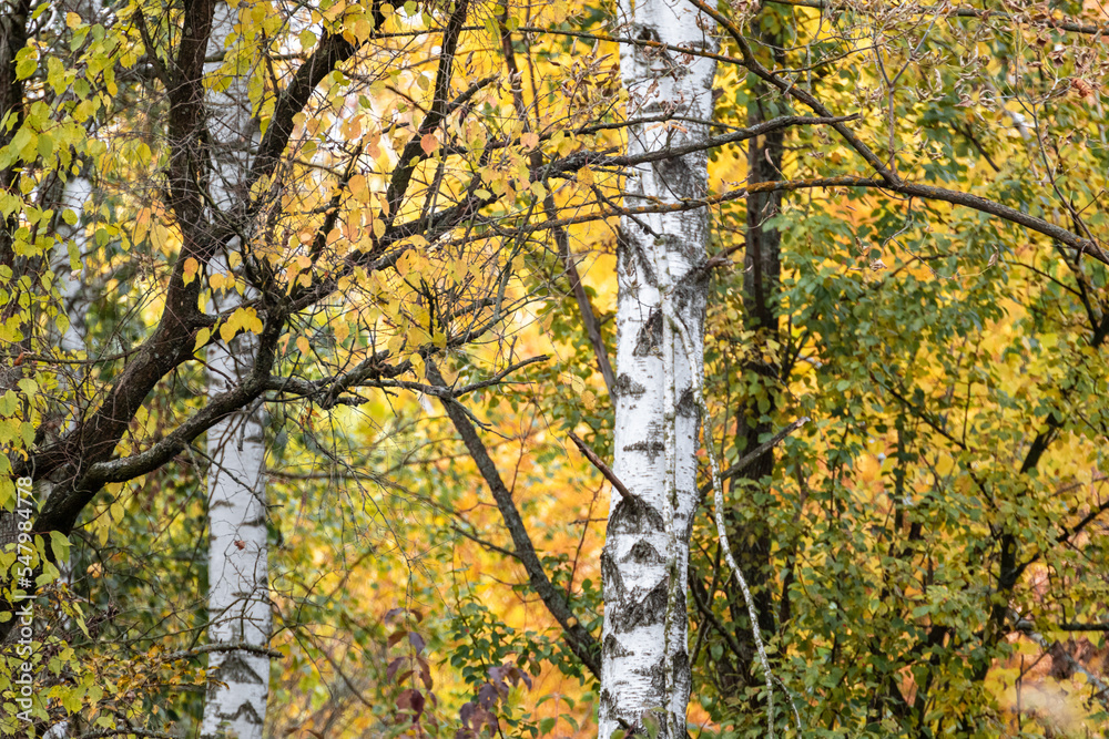 Birch trees with yellow leaves forest in autumn, sunny nordic nature landscape wild background