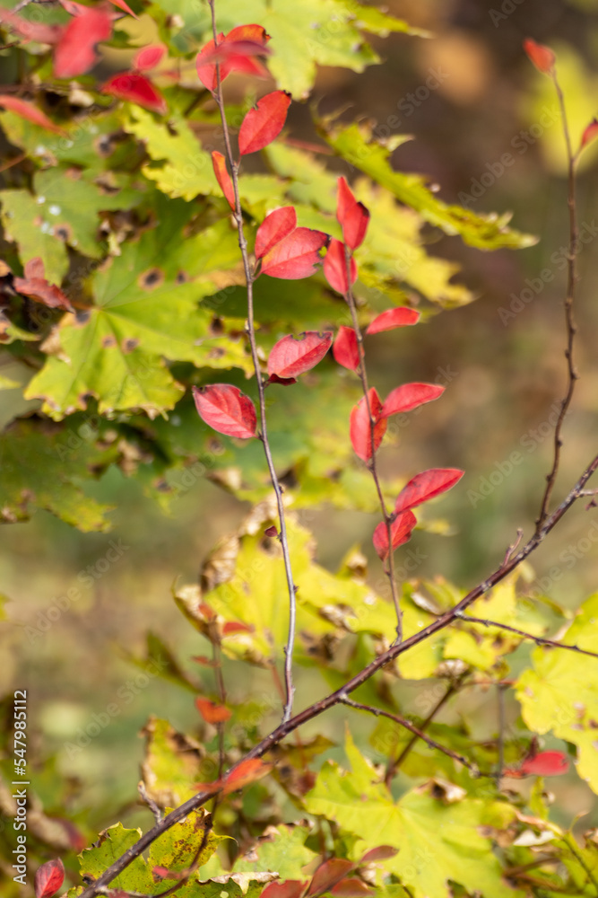 Autumn red leaves branches close-up on wild greenery blurred background. Autumnal forest mood nature details Autumn red leaves branches close-up on wild greenery blurred background. Autumnal forest mood nature details