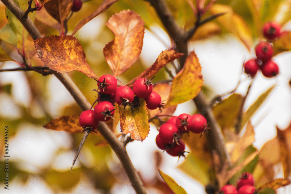 Red hawthorn berries on a tree branch with autumn leaves and blurred background. Natural vibrant sunny autumnal harvest close-up Red hawthorn berries on a tree branch with autumn leaves and blurred background. Natural vibrant sunny autumnal harvest close-up