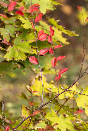 Autumn red leaves branches close-up on wild greenery blurred background. Autumnal forest mood nature details