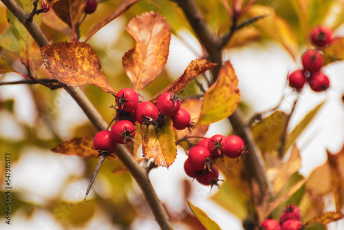 Red hawthorn berries on a tree branch with autumn leaves and blurred background. Natural vibrant sunny autumnal harvest close-up