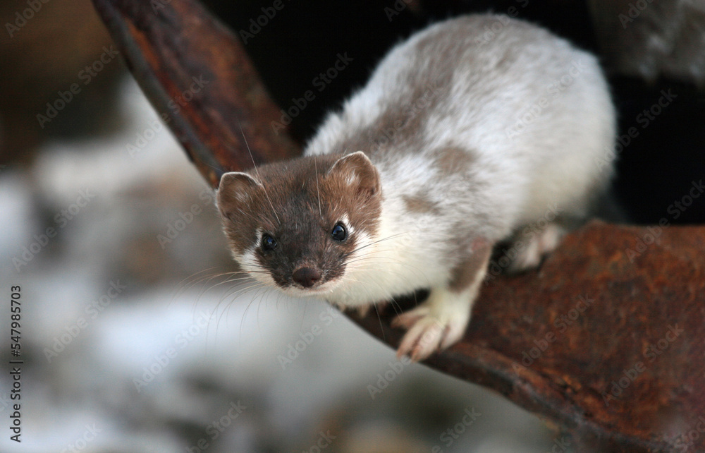 Wild Siberian ermine during spring molting. Wild Siberian ermine during spring molting.