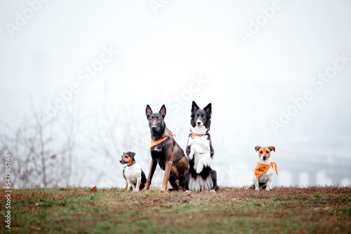 Group of dogs on a Foggy Autumn Morning. Dogs sitting together. Fast dogs outdoor. Pets in the park. © OlgaOvcharenko