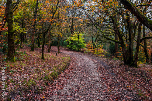 Sunnyhurst Woods  Darwen  Lancashire  UK.