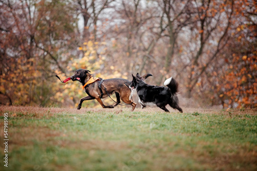 Group of dogs on a Foggy Autumn Morning. Dogs running. Fast dogs outdoor. Pets in the park. © OlgaOvcharenko