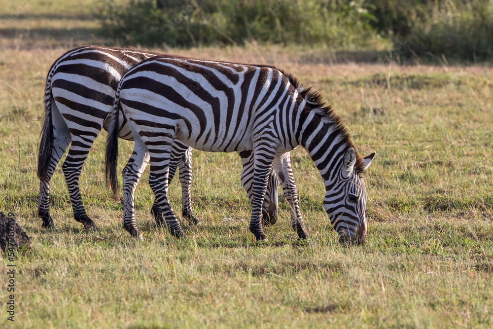 Obraz premium Two zebras grazing on the African savannah
