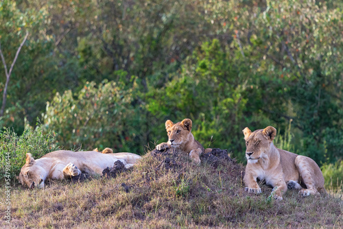 Lion with cub rest