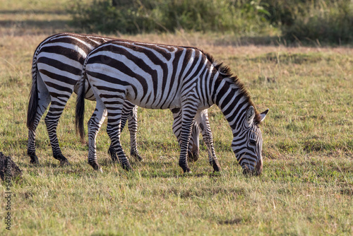 Two zebras grazing on the African savannah