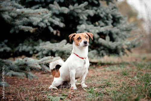 Jack Russell Terrier dog breed on a Foggy Autumn Morning. Dog running. Fast dog outdoor. Pet in the park.