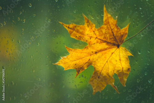 Autumn maple leaf yellow on glass with raindrops. Autumn weather. Rain outside window.