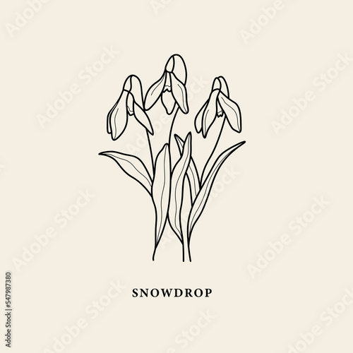 Line art snowdrop flower illustration