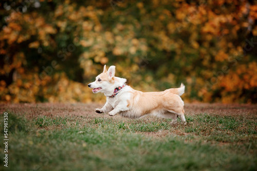 Welsh Corgi dog breed on a Foggy Autumn Morning. Dog running. Fast dog outdoor. Pet in the park.
