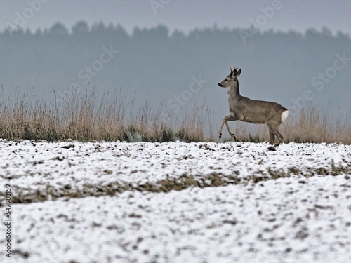 Roe deer escaping among cultivated fields in winter scenery.