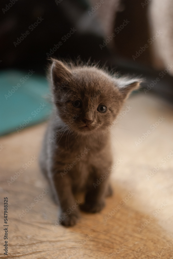 Grey cat are making his first steps