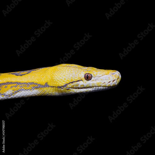 snake