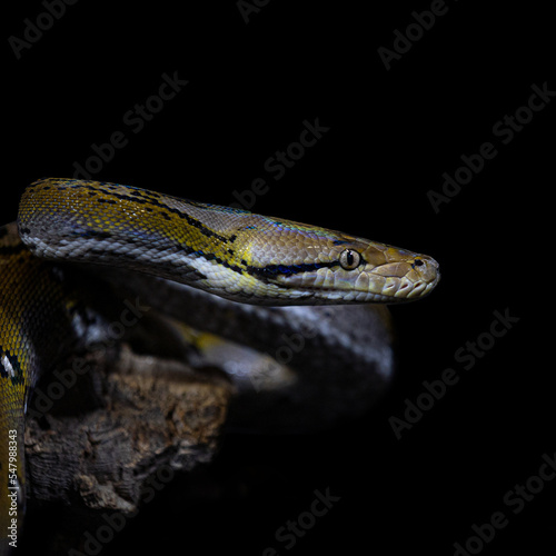 close up of a snake