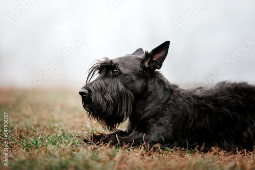 The Scottish Terrier dog at autumn. Dog running. Fast dog outdoor. Pet in the park. Dog playing