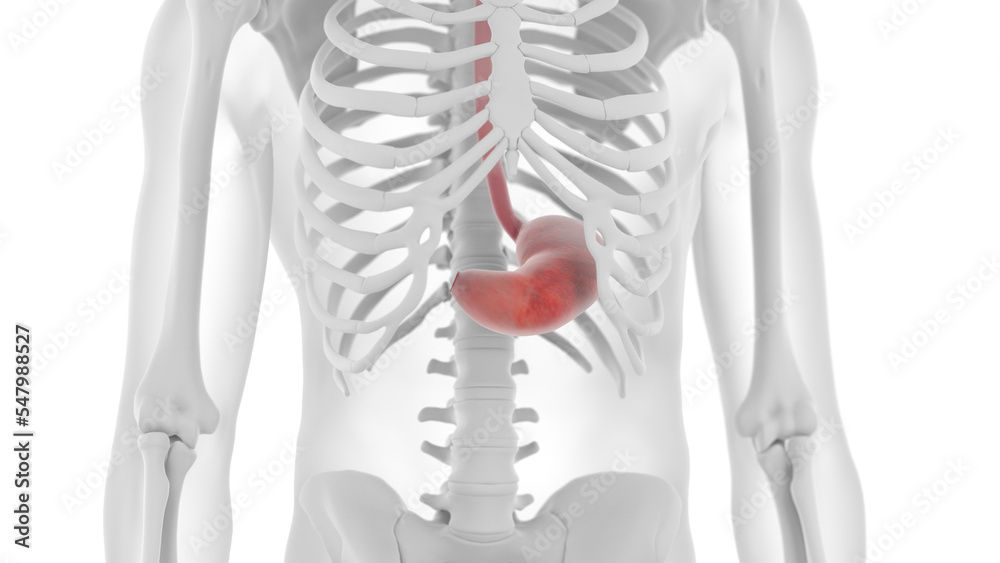 3D rendered Medical Illustration of Male Anatomy - The Stomach.
