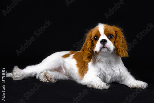 Slika na platnu cavalier monarch puppy