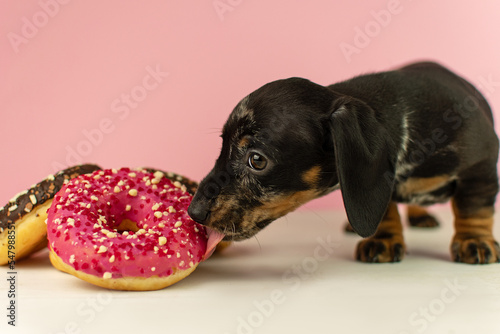 Miniature marbled dachshund puppy on a pink background licking a donut