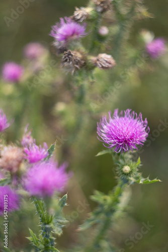Thistle flower in the meadow at sunset