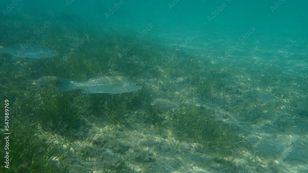 Obraz premium European bass or European seabass, seabass, sea bass, bass (Dicentrarchus labrax) undersea, Aegean Sea, Greece, Halkidiki 