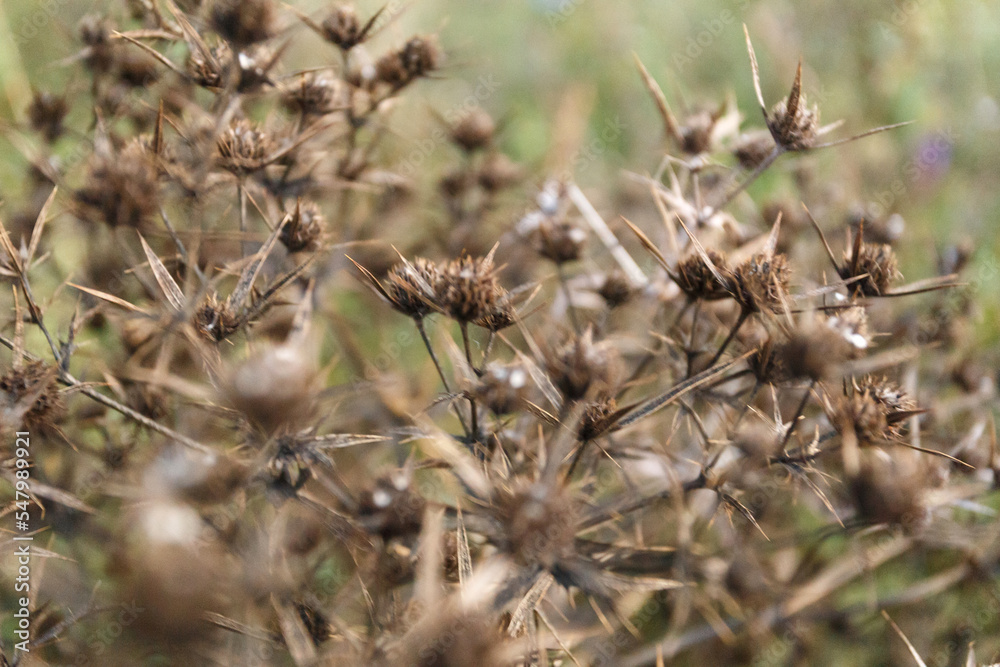 Blurred dry tumbleweed in autumn, close-up Blurred dry tumbleweed in autumn, close-up