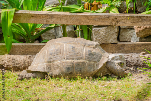 Galápagos giant tortoise (scientific name: Chelonoidis niger) walking on the ground