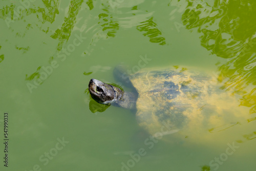 Macro shot (side view) of a turtle swimming in a pond filled with green water. The turtle is partially visible. It is looking upwards. The head is above the water, where the body is under the water.