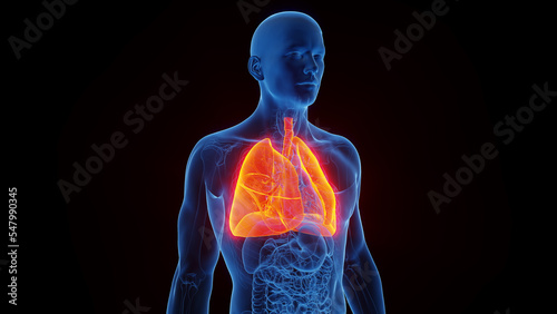 3D Rendered Medical Illustration of Male Anatomy - The Lungs.