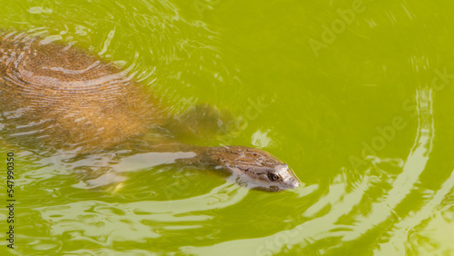 Turtle swimming in a pond