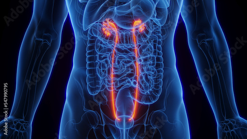 3D Rendered Medical Illustration of Male Anatomy - Ureters.