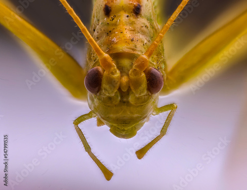 Common green grasshopper