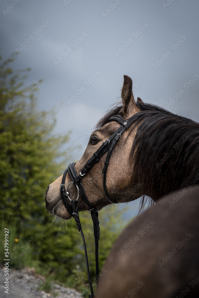 Fototapeta premium Pferd / Pony