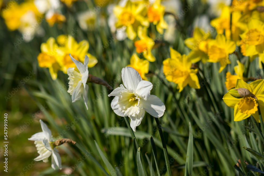 The daffodil, Narcissus pseudonarcissus in a park The daffodil, Narcissus pseudonarcissus in a park