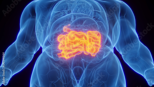 3D Rendered Medical Illustration of Male Anatomy - Small Intestines. © Sebastian Kaulitzki