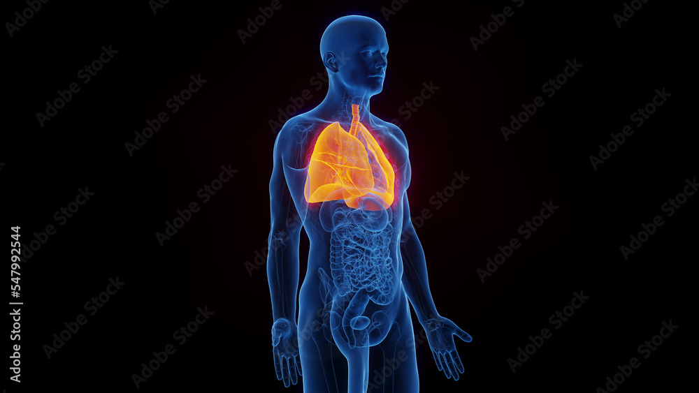 3D Rendered Medical Illustration of Male Anatomy - The Lungs.