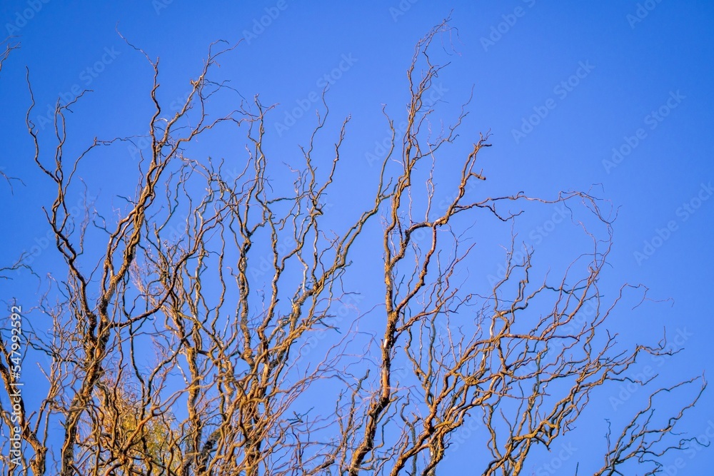 tree branches against blue sky tree branches against blue sky