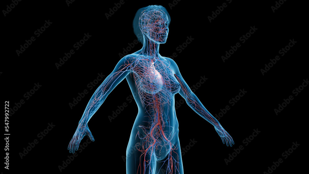 3D Rendered Medical Illustration of Female Anatomy - The Cardiovascular System. 3D Rendered Medical Illustration of Female Anatomy - The Cardiovascular System.