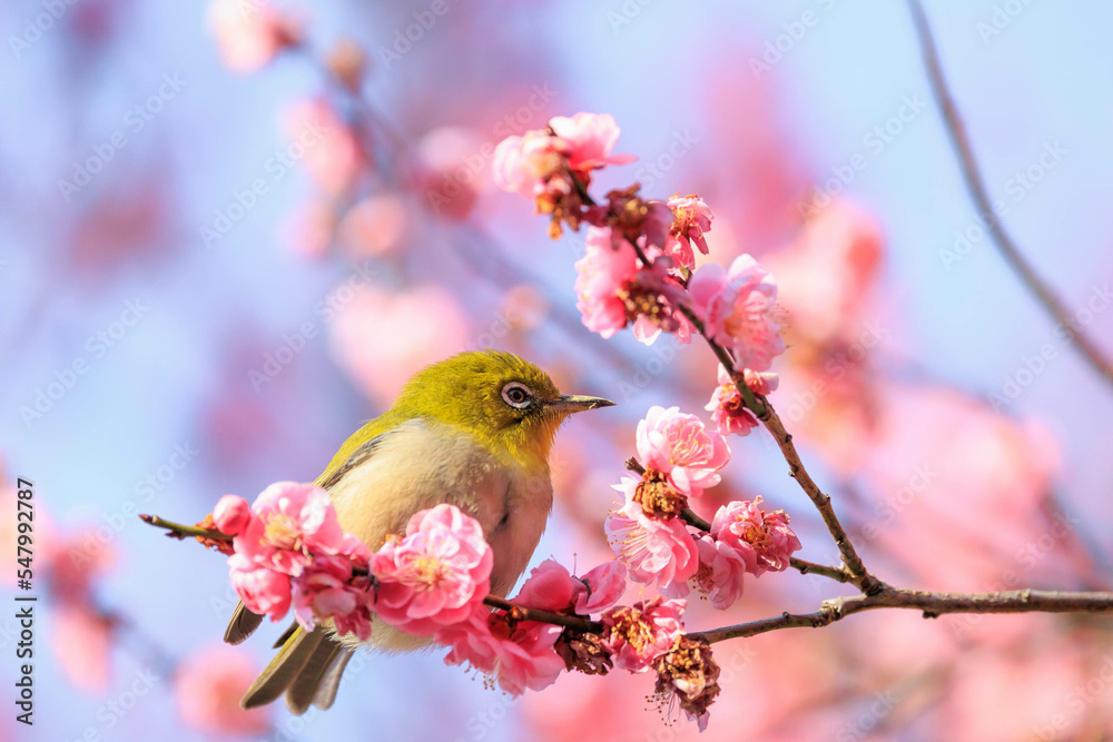 梅の花とメジロ