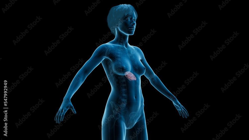 3D Rendered Medical Illustration of Female Anatomy - The spleen 3D Rendered Medical Illustration of Female Anatomy - The spleen