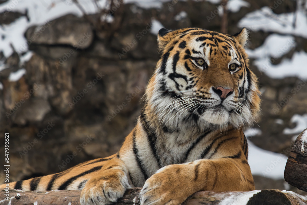 Obraz premium The Amur tiger lies and looks forward