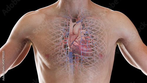 3D Rendered Medical Illustration of Male Anatomy - Cardiovascular system. The chest photo