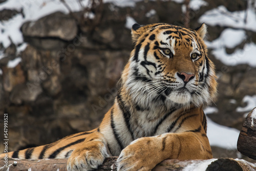 Fototapeta Naklejka Na Ścianę i Meble -  The Amur tiger lies and looks forward