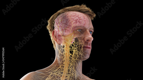 3D Rendered Medical Illustration of Male Anatomy - Nervous system of the head photo