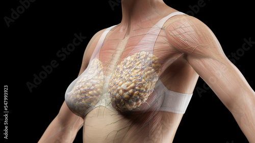 Fotografija 3D Rendered Medical Illustration of Female Anatomy - Muscles of Chest