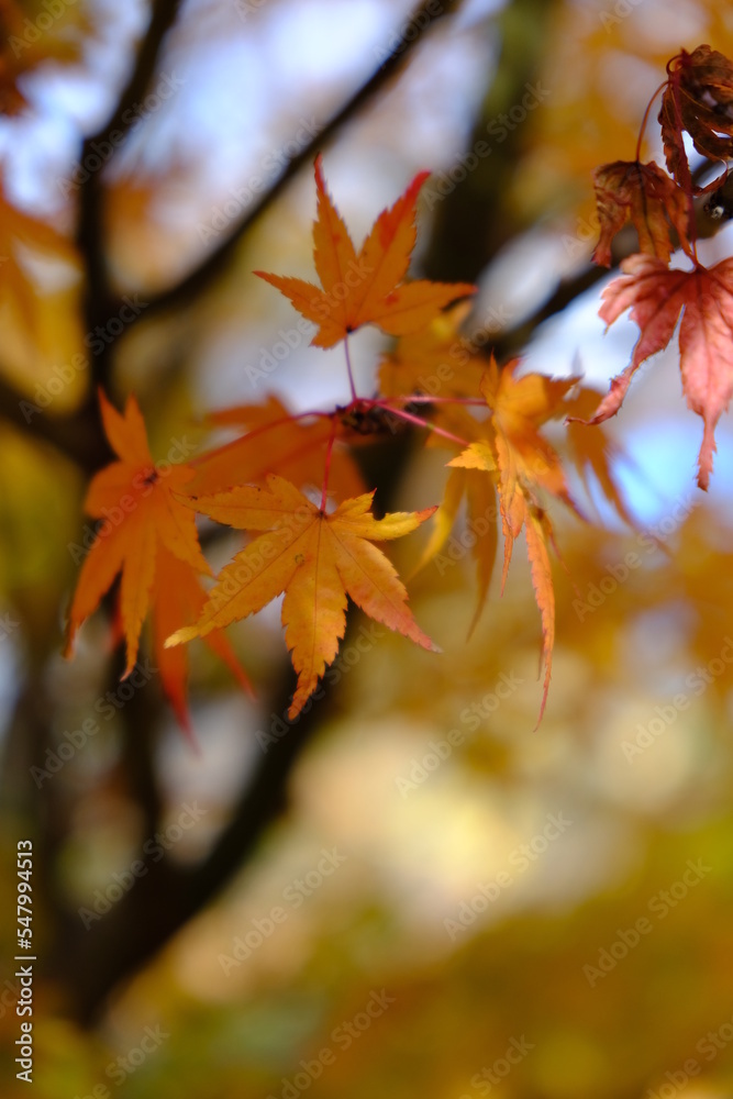 秋晴れに映える伊香保温泉の紅葉 秋晴れに映える伊香保温泉の紅葉