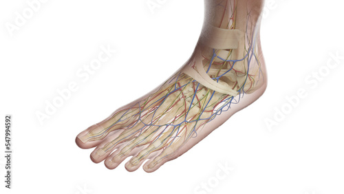 3D Rendered Medical Illustration of Female Anatomy - Bones of the Left foot.
