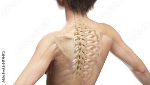 3D Rendered Medical Illustration of Female Anatomy - Bones of the Upper Back